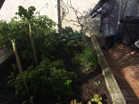 Vista da horta e rega.
Na horta também temos uma roseira, uma physalis e uma videira.