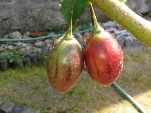 Frutos invulgares: tamarilhos ou tomate brasileiro