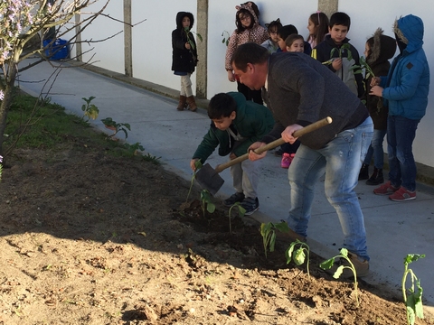 Depois foi a vez dos alunos do 1º ciclo continuarem a semear e a plantar.