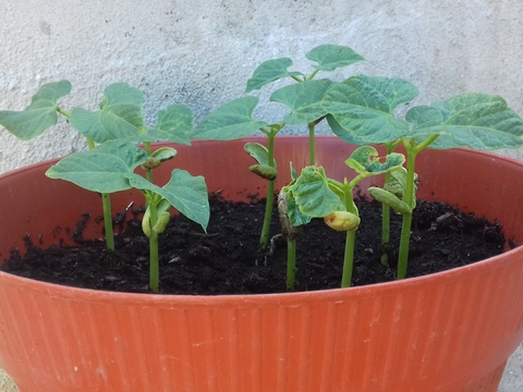 Feijões plantados no âmbito da área de Estudo do Meio. Foi notório o seu crescimento em poucos dias.