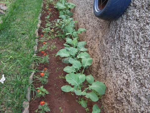 Couves plantadas junto a plantas inseticidas.