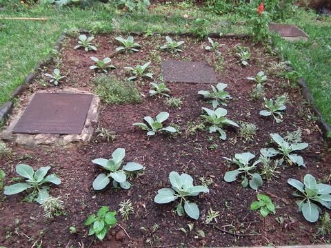 Canteiro de couves alternadas com plantas de alfazema (planta inseticida) e delimitadas por plantas de beterraba.