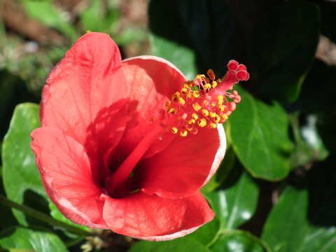 Pormenor da flor de hibiscus que existe na jardim da escola.