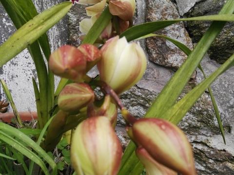 Orquídeas