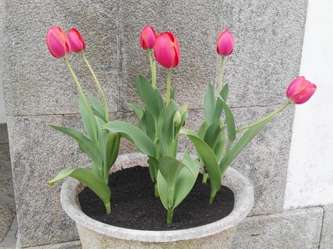 Belas Tulipas