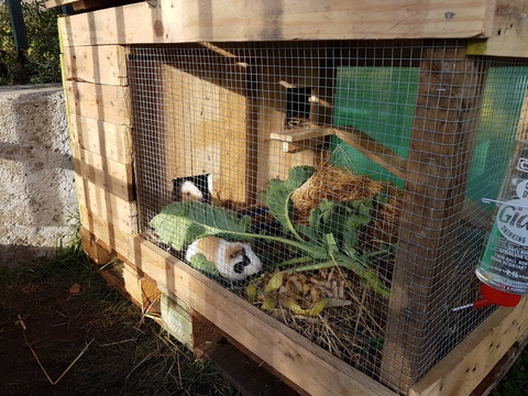 Espaço dedicado aos porquinhos da índia, construído com apoio dos encarregados de educação. As crianças são responsáveis por cuidar dos animais, num sistema rotativo, com recurso a legumes da nossa horta e da cantina ou trazidos de casa.