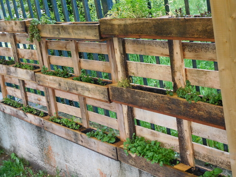 As plantas aromáticas já em fase de crescimento, depois de plantadas pelas crianças.