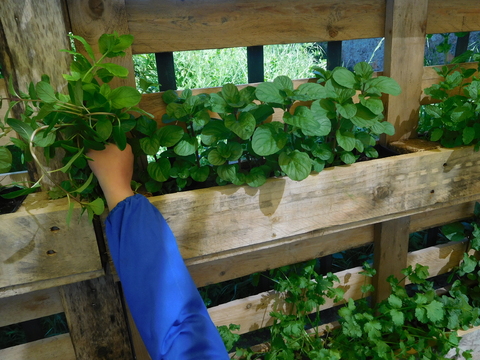 Crescimento das plantas aromáticas 
Foi possível acompanhar o crescimento das ervas aromáticas de exterior e compará-las com as ervas de interior (sistema de aquaponia). Desta forma as crianças ficaram a compreender a fotossíntese e sua importância no de