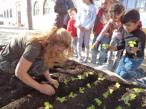 Plantação de alfaces, couves e ervas aromáticas