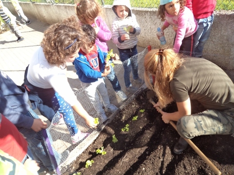 Plantação de alfaces, couves e ervas aromáticas