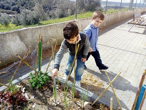 Observando o crescimento das plantas