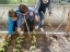 As sementes de ervilhas deram origem a bonitas e crescidas plantas, bem como as couves!