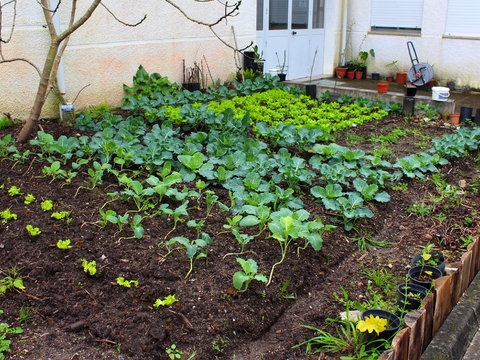 Horta biológica: produtos hortícolas