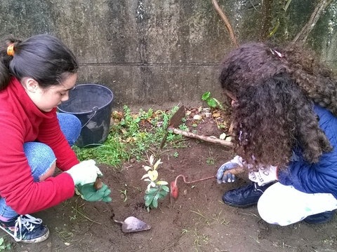 Plantação de um medronheiro.