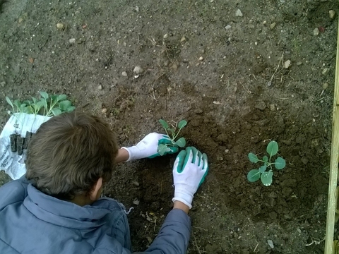 Plantação de couves.