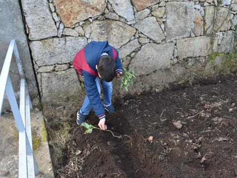 Plantação de couve galega.