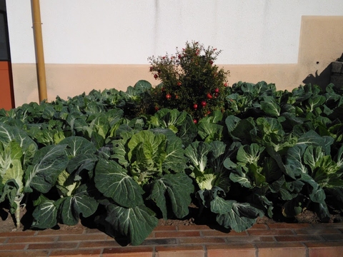 Cultivo de couve penca, Brassica olerácea, para consumo na escola. E no centro é visível uma romãzeira, Punica granatum, com fruto. Foto retirada a 29/11/2017