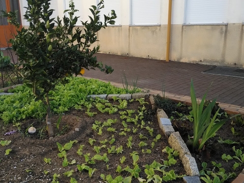 Plantação de alfaces, Lactuca sativa, para consumo na escola, usos no bar e cantina. Ainda é visível uma laranjeira, Citrus sinensis. Foto retirada a 29/11/2017