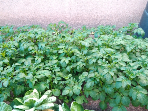 Cultura de batatas, Solanum tuberosum. Atrás é visível um compostor. Foto retirada a 31/1/2018