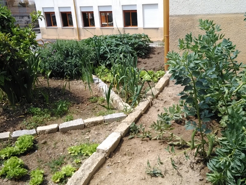 Cultura de favas, Vicia faber, alfaces, Lactuca sativa e alhos.