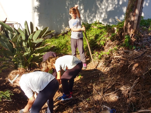 A turma do 3º Ano no transplante de alguns pés de morangos