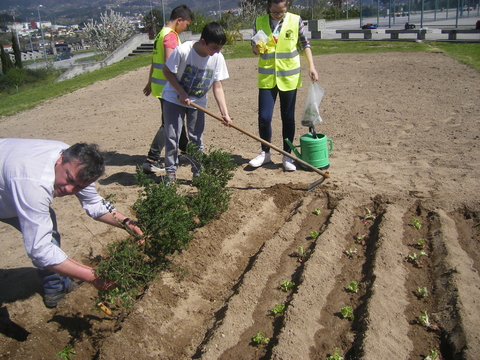 Plantação dos pimentos e colocação de ramos para os proteger do Sol.