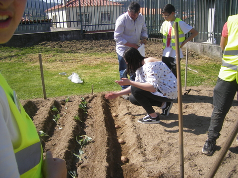 Consociação repolho-batata.
Os alunos aprenderam muito nesta primeira fase da plantação.