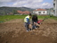 Os alunos do Clube Eco-Escolas a ajudar na preparação do terreno para a horta.