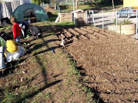 Preparação de terreno (alho francês, couve portuguesa, favas)