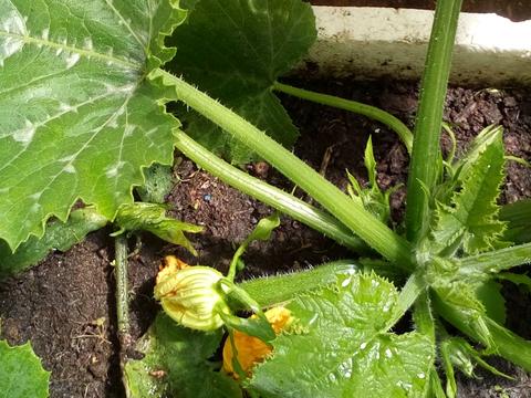 Courgettes.