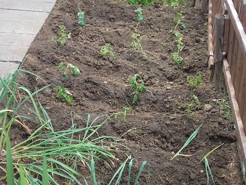 Imagem da nossa horta já plantada e semeada