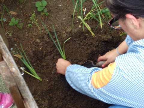 plantando alhos, alho francês, batatas, tomates, pimentos e pepinos