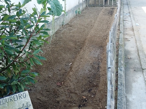 Preparação da horta onde foram semeadas favas.