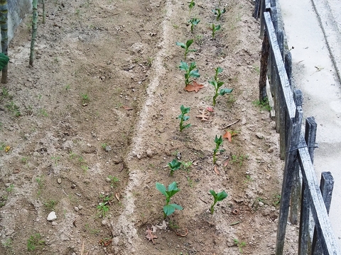 Principio do crescimento das favas na horta.