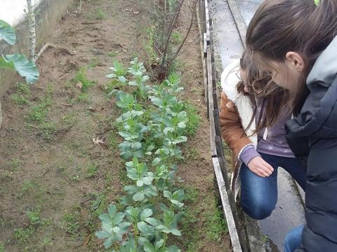 Alunas a observar as favas na horta