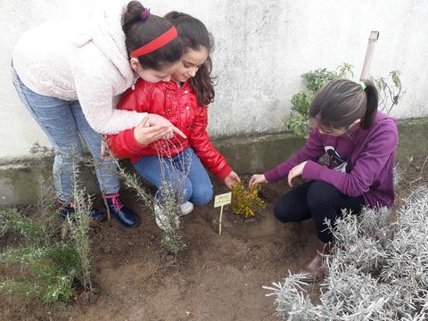 Alunas na manutenção do canteiro aromático - II