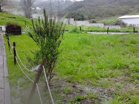 Nas flores do alecrim andam as abelhas a fazer a polinização.