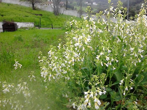 As couves já têm flores, brevemente poderemos apanhar as sementes.