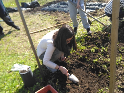 Semeamos plantas aromáticas (Salsa, coentros, tomilho-limão, oregãos, ...) e hortícolas