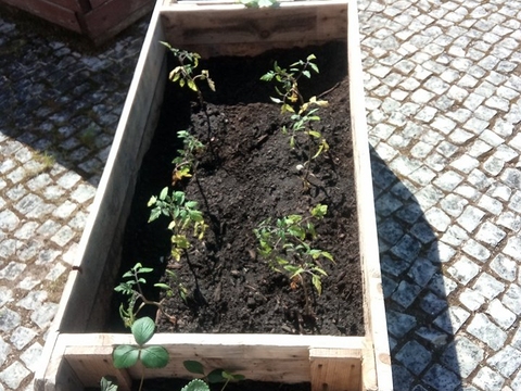 Finalmente! O bom tempo chegou...fomos aos nossos canteiros da horta e plantámos morangueiros e tomateiros.