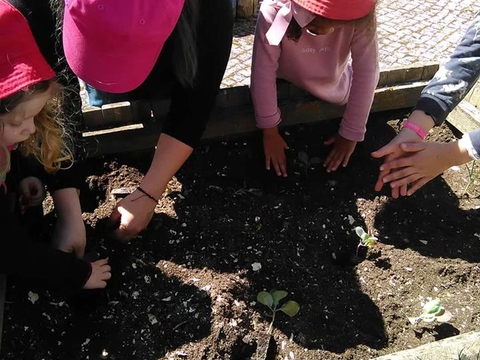 Toda a escola colaborou, desde  os meninos do Jardim de Infância aos mais crescidos, do 1º Ciclo. Plantámos alfaces, alho francês, abóboras,