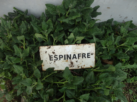 Espinafre