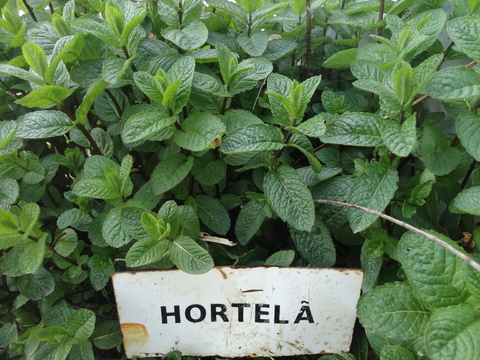 hortela