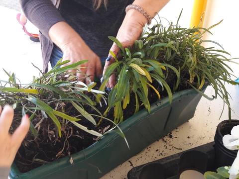 Pedimos a uma mãe que é florista para nos ajudar a fazer a nossa horta florida.