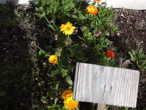 Algumas flores da horta do ano passado que neste momento estão a florir.