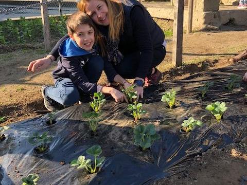 Plantação de Morangos com a colaboração dos encarregados de educação.