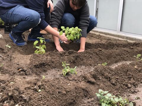 Plantação de ervas aromáticas.