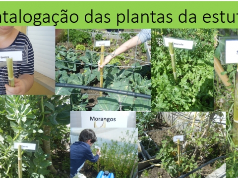 A catalogação dos produtos cultivados na nossa horta.