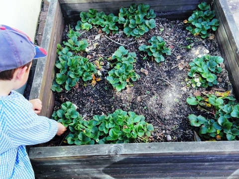 Canteiros com plantas aromáticas - Rega