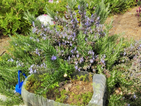 Criação de sementários no legradouro do Jardim de Infância